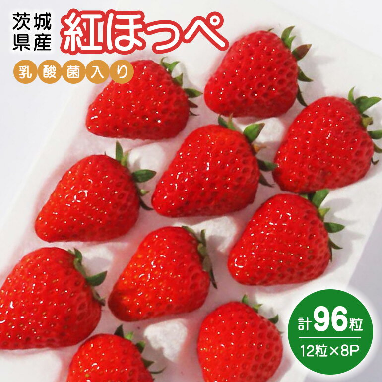 【ふるさと納税】 紅ほっぺ 『乳酸菌入りいちごパック』 12粒×8 いちご 乳酸菌 イチゴ 苺 フルーツ 果物 くだもの 健康 パック 贈答 ギフト 茨城 国産 19-AC