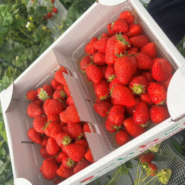 【ふるさと納税】 訳あり山盛り4種類 サイズ違い品種違いのいちご1.3kg いちご 乳酸菌 イチゴ 苺 フルーツ 果物 くだもの 健康 パック セット 訳あり 訳アリ 山盛り サイズ違い 品種違い 紅ほっぺ ほしうらら よつぼし かおり野 茨城 国産 【4月〜5月順次発送予定】 19-AH