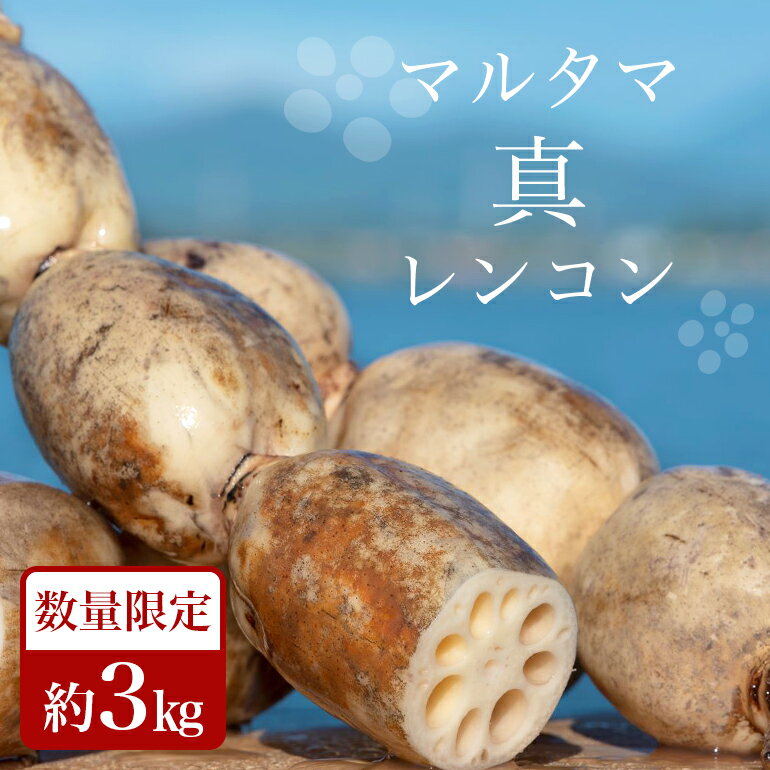 7位! 口コミ数「0件」評価「0」マルタマ真レンコン 3kg 冷蔵便 野菜 17-AC (9月上旬～下旬発送予定)