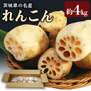 【ふるさと納税】期間限定 数量限定 縁起物野菜「れんこん」 約4kg れんこん レンコン 蓮根 茨城 国産 お正月 おせち 野菜 17-M <11月中旬〜12月上旬発送予定>