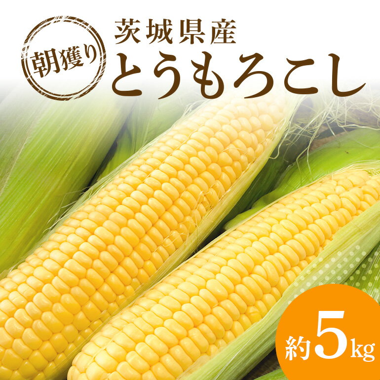 [受付は6/25まで] 朝穫りとうもろこし 約5kg トウモロコシ 朝どれ 朝採れ 朝採り 野菜 17-N [6月下旬〜7月中旬発送予定]