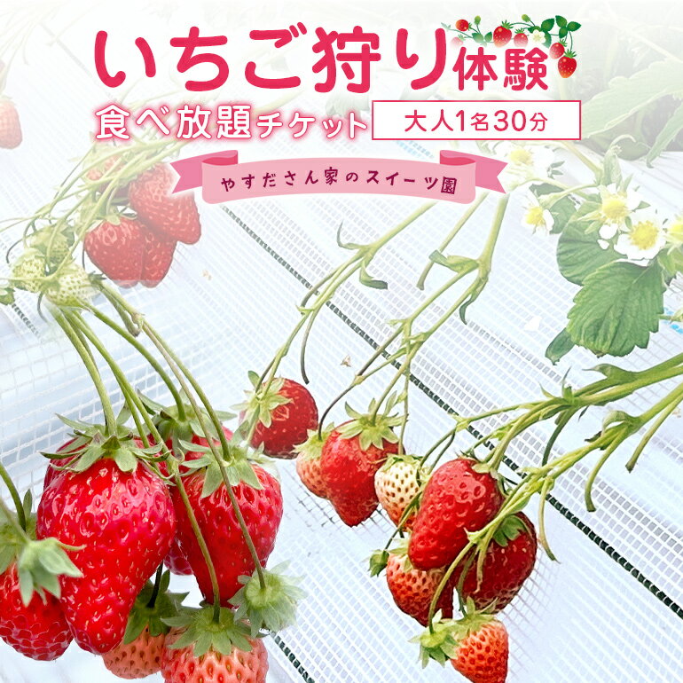 やすださん家のスイーツ園 いちご狩り体験 大人1名30分食べ放題チケット イチゴ 苺 フルーツ 果物