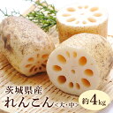 【ふるさと納税】れんこん(大・中サイズ) 4kg 野菜 れんこん レンコン 蓮根 国産 8月上旬~2月中旬まで順次発送予定 51-A