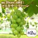 【ふるさと納税】【数量限定・期間限定】 マスカサーティーン 約2kg マスカット ブドウ ぶどう 葡萄 皮ごと食べられる ジューシー 果物 フルーツ くだもの 白ぶどう 【9月1日~9月末順次発送予定】 54-C