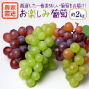【ふるさと納税】【数量限定・期間限定】 お楽しみ葡萄 約2kg ブドウ ぶどう 葡萄 マスカット 皮ごと食べられる 果物 フルーツ くだもの シャインマスカット ハイベリー マスカサーティーン バイオレットキング 富士の輝 BKシードレス 等 【9月下旬~10月下旬発送予定】 54-D