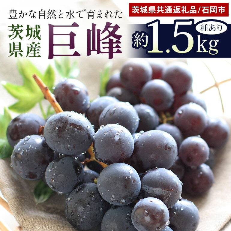 [数量限定・先行予約] 巨峰 約1.5kg(種あり) [8月20日〜9月30日発送予定] ぶどう ブドウ 葡萄 果物 くだもの フルーツ (茨城県共通返礼品 石岡市) 67-E