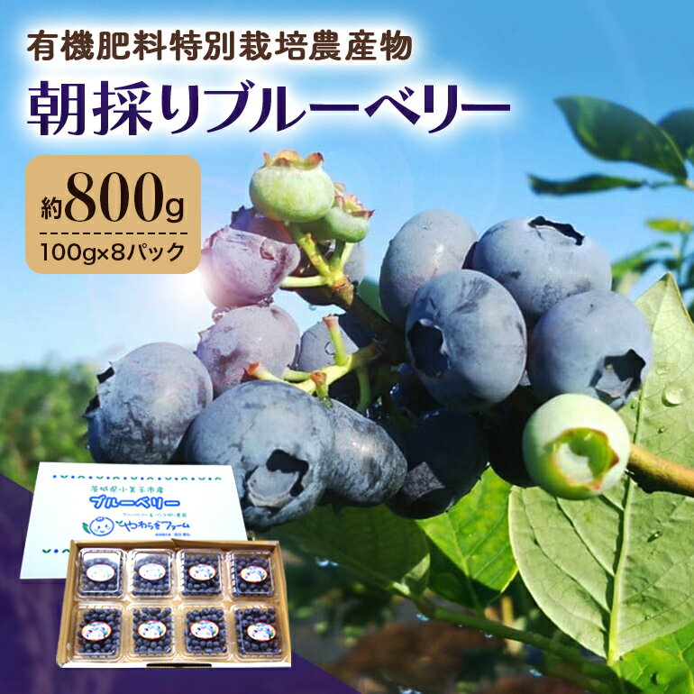 【ふるさと納税】朝採り生ブルーベリー 800g（100g×8） 大粒 小分け 有機肥料 特別栽培 国産 茨城県産...