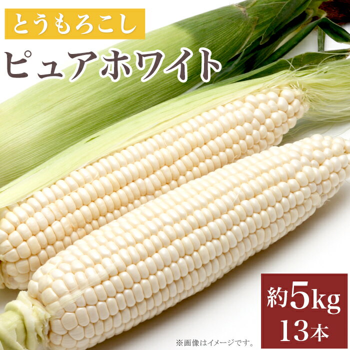 とうもろこし トウモロコシ スイートコーン 朝採れ クール便 先行予約 2024 令和6年 326とうもろこし(ピュアホワイト) 約5kg 13本 白 茨城 【先行予約 2024年7月頃～発送予定】