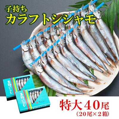 楽天ふるさと納税　【ふるさと納税】ししゃも 子持ち カラフトシシャモ 特大 40尾（20尾×2箱） 子持ちシシャモ カラフトししゃも 大洗 すぐ発送