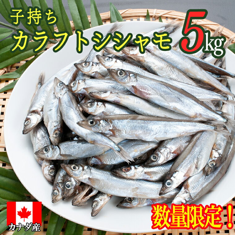 【ふるさと納税】 【数量限定】 子持ち カラフトシシャモ 5kg（500g×10袋）訳あり シシャモ カラフト...