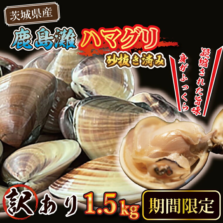 期間限定 鹿島灘 ハマグリ 訳あり 1.5kg 砂抜き済み はまぐり 蛤 わけあり 国産 天然 茨城県産 鹿島灘産 焼き蛤 BBQ おせち お雑煮 お吸い物 ラーメン パスタ