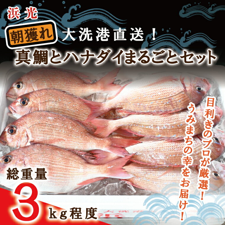 [楽天限定] 朝獲れ 大洗港直送 真鯛 ハナダイ まるごとセット 3kg (総重量) 天然 鮮度抜群 獲れたて 刺身 寿司 産地直送 鮮魚ボックス 魚介類 魚 さかな 茨城県 大洗町 地魚 鮮魚