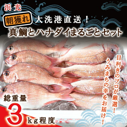 【楽天限定】 朝獲れ 大洗港直送 真鯛 ハナダイ まるごとセット 3kg (総重量) 天然 鮮度抜群 獲れたて 刺身 寿司 産地直送 鮮魚ボックス 魚介類 魚 さかな 茨城県 大洗町 地魚 鮮魚