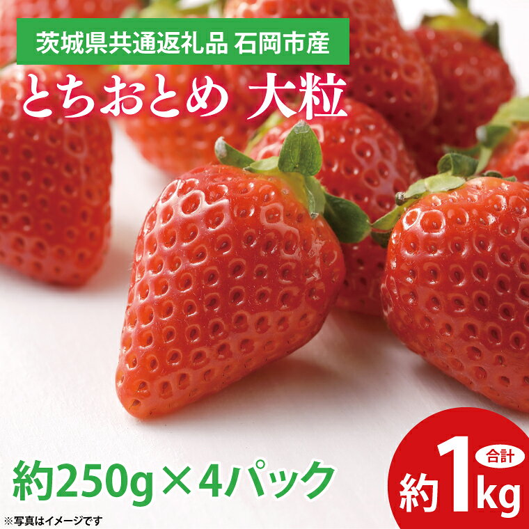 とちおとめ 大粒 約1kg (約250g×4パック) 『2025年1月上旬～3月下旬頃に順次発送予定 』【茨城県共通返礼品 石岡市産】 いちご 苺 イチゴ くだもの 果物 フルーツ 茨城県産 特産品（EF002）