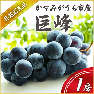 15位! 口コミ数「0件」評価「0」【2024年8月より順次発送予定】巨峰　1房(県内共通返礼品:かすみがうら市産)【配送不可地域：離島・沖縄県】【1400960】