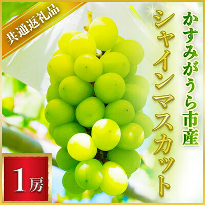 【2024年7月より順次発送予定】シャインマスカット　1房(県内共通返礼品:かすみがうら市産)【配送不可地域：離島・沖縄県】【1400961】