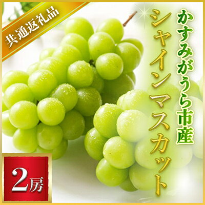 【2024年7月より順次発送予定】シャインマスカット　2房(県内共通返礼品:かすみがうら市産)【配送不可地域：離島・沖縄県】【1401732】