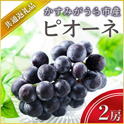 【2024年9月より順次発送予定】ピオーネ　2房(県内共通返礼品:かすみがうら市産)【配送不可地域：離島・沖縄県】【1401734】