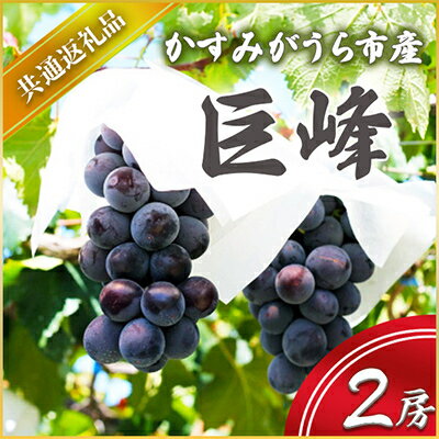 【2024年8月より順次発送予定】巨峰　2房(県内共通返礼品:かすみがうら市産)【配送不可地域：離島・沖縄県】【1401736】