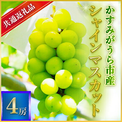 【2024年7月より順次発送予定】シャインマスカット　4房(県内共通返礼品:かすみがうら市産)【配送不可地域：離島・沖縄県】【1401738】