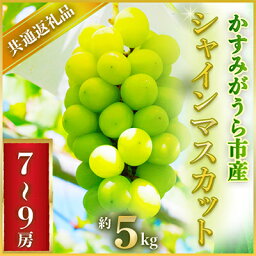 【ふるさと納税】2024年7月より順次発送予定シャインマスカット約5キロ7～9房(県内共通返礼品:かすみがうら市産)【配送不可地域：離島・沖縄県】【1401744】