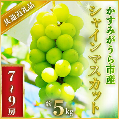 2024年7月より順次発送予定シャインマスカット約5キロ7～9房(県内共通返礼品:かすみがうら市産)【配送不可地域：離島・沖縄県】【1401744】