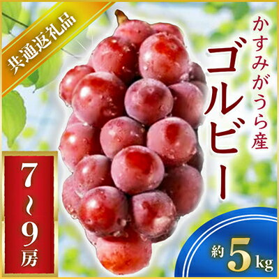 【2024年8月中旬より順次発送予定】ゴルビー　約5キロ7～9房(県内共通返礼品:かすみがうら市産)【配送不可地域：離島・沖縄県】【1401745】