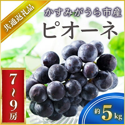 【2024年9月より順次発送予定】ピオーネ　約5キロ　7～9房(県内共通返礼品:かすみがうら市産)【配送不可地域：離島・沖縄県】【1401747】