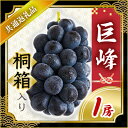 23位! 口コミ数「0件」評価「0」【2024年9月より順次発送予定】巨峰　桐箱入り1房(県内共通返礼品:かすみがうら市産)【配送不可地域：離島・沖縄県】【1401753】