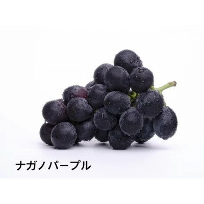 【ふるさと納税】ナガノパープル桐箱入り1房　県内共通返礼品:かすみがうら市産【配送不可地域：離島・沖縄県】 (BR163)
