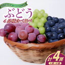 【ふるさと納税】【2025年8月より順次発送予定】ぶどうの4品種食べ比べ(県内共通返礼品:かすみがうら市産)【配送不可地域:離島・沖縄県】 (BR075)