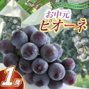 【ふるさと納税】お中元 ピオーネ1房(県内共通返礼品:かすみがうら市産)【配送不可地域:離島・沖縄県】 (BR080)
