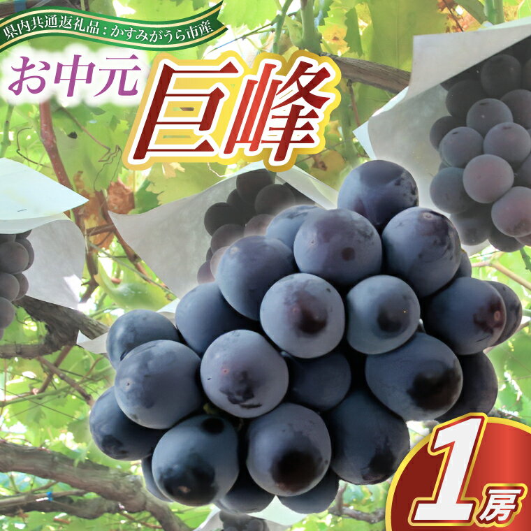 【ふるさと納税】お中元 巨峰1房(県内共通返礼品:かすみがうら市産)【配送不可地域:離島・沖縄県】 (BR082)