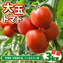 【ふるさと納税】大玉トマト 3kg (県内共通返礼品:つくばみらい市産)【配送不可地域:離島・沖縄県】 (BR086)