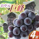 【ふるさと納税】お中元 巨峰4房(県内共通返礼品:かすみがうら市産)【配送不可地域:離島・沖縄県】 (BR091)
