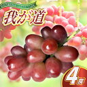【ふるさと納税】【2025年9月より順次発送予定】我が道 4房(県内共通返礼品:かすみがうら市産)【配送不可地域:離島・沖縄県】 (BR107)