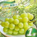 【ふるさと納税】【8月より順次発送予定】お中元シャインマスカット桐箱入り1房(県内共通返礼品:かすみがうら市産)【配送不可地域:離島・沖縄県】 (BR109)