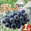 【ふるさと納税】【2025年8月より順次発送予定】お中元 ピオーネ 桐箱入り1房(県内共通返礼品:かすみがうら市産)【配送不可地域:離島・沖縄県】 (BR110)