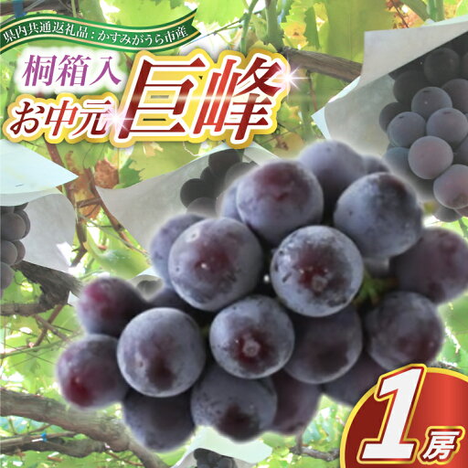 【ふるさと納税】【2025年8月より順次発送予定】お中元 巨峰 桐箱入り1房(県内共通返礼品:かすみがうら市産)【配送不可地域:離島・沖縄県】 (BR111) 【ふるさと納税】【2025年8月より順次発送予定】お中元 巨峰 桐箱入り1房(県内共通返礼品:かすみがうら市産)【配送不可地域:離島・沖縄県】 (BR111)