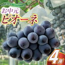 【ふるさと納税】【2025年8月より順次発送予定】お中元 ピオーネ 4房(県内共通返礼品:かすみがうら市産)【配送不可地域:離島・沖縄県】 (BR112)
