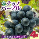 【ふるさと納税】ナガノパープル4房 県内共通返礼品:かすみがうら市産【配送不可地域:離島・沖縄県】 (BR156)