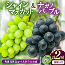 【ふるさと納税】桐箱入りナガノパープル1房・シャイマスカット1房 県内共通返礼品:かすみがうら市産【配送不可地域:離島・沖縄県】 (BR164)