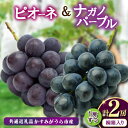 【ふるさと納税】桐箱入りナガノパープル1房・ピオーネ1房 県内共通返礼品:かすみがうら市産【配送不可地域:離島・沖縄県】 (BR165)