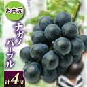 【ふるさと納税】お中元ナガノパープル4房 県内共通返礼品:かすみがうら市産【配送不可地域:離島・沖縄県】 (BR169)