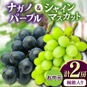 【ふるさと納税】お中元桐箱入りナガノパープル1房・シャインマスカット1房 県内共通返礼品:かすみがうら市産【配送不可地域:離島・沖縄県】 (BR171)