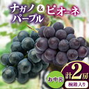 【ふるさと納税】お中元桐箱入りナガノパープル1房・ピオーネ1房 県内共通返礼品:かすみがうら市産【配送不可地域:離島・沖縄県】 (BR172)