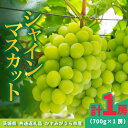 【ふるさと納税】シャインマスカット700g×1房【配送不可地域:離島・沖縄県】 (BR177)