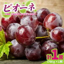 【ふるさと納税】ピオーネ700g×1房 県内共通返礼品かすみがうら市産【配送不可地域:離島・沖縄県】 (BR178)