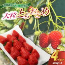 【ふるさと納税】【2025年12月より順次発送】お歳暮 とちおとめ大粒250g×4pc (県内共通返礼品:石岡市産)【配送不可地域:離島・沖縄県】 (BR012...