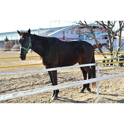 【ふるさと納税】東海馬事苑　乗馬体験(1名様)【1091746】